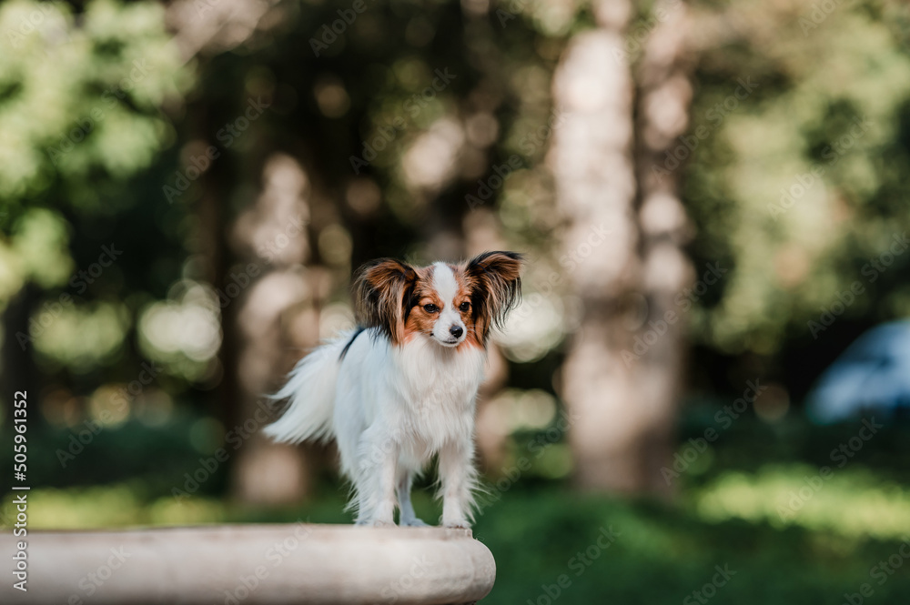 Papillon Dog 