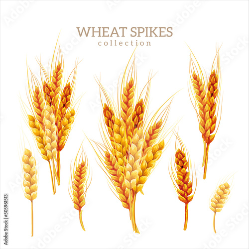 Wheat spikes collection, color illustration