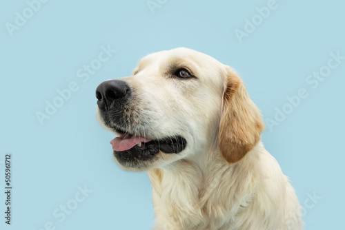 Portrait golden retriever puppy dog looking away. Isolated on blue colored background © Sandra