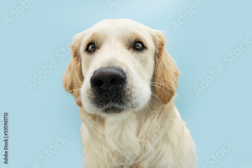 Portrait cute golden retriever puppy dog looking at camera. Isolated on blue pastel bacakground