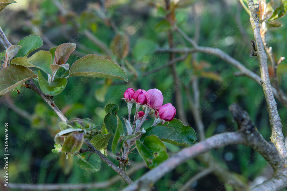 Beautiful blooming apple tree in spring. Beautiful blooming apple tree in spring.