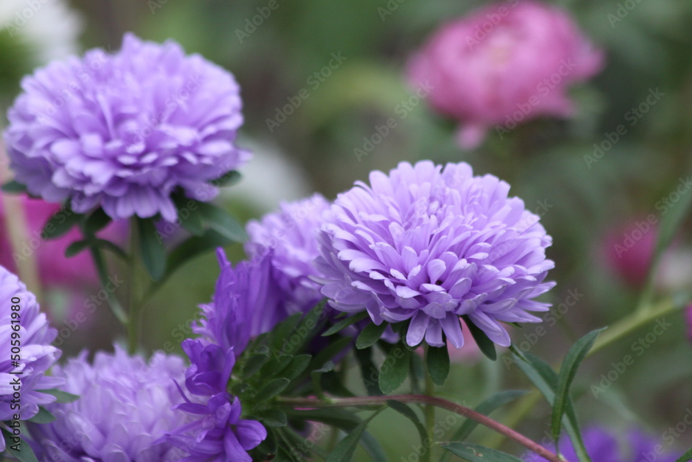 Close up of a purple flower Close up of a purple flower