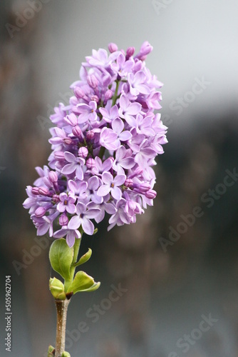 Lilac flowers on a branch