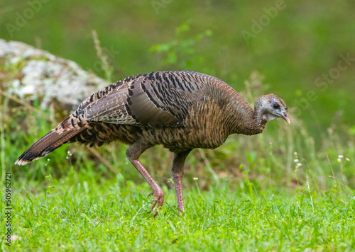 female wild turkey - Meleagris gallopavo Osceola walking through green grass while foraging for food photo