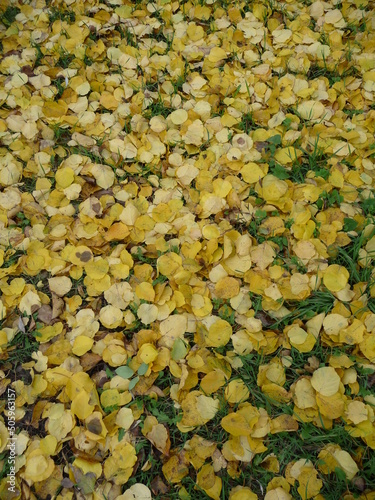Autumn leaves texture