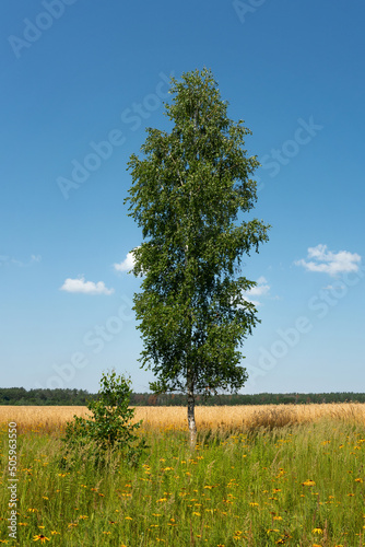 .Birch on a summer day under a blue sky with clouds