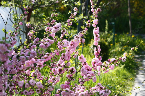 Flowers in the garden