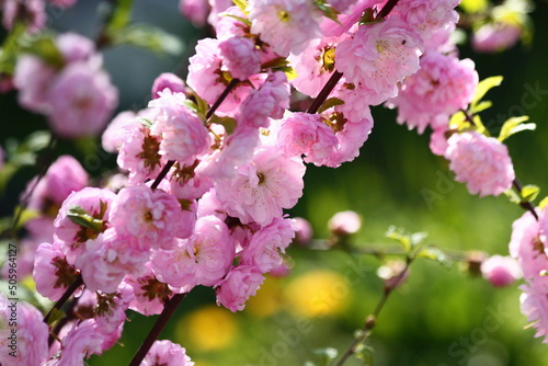 Pink cherry blossoms