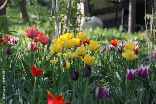 Red and yellow tulips