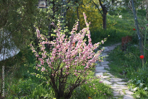 Flowers in the garden