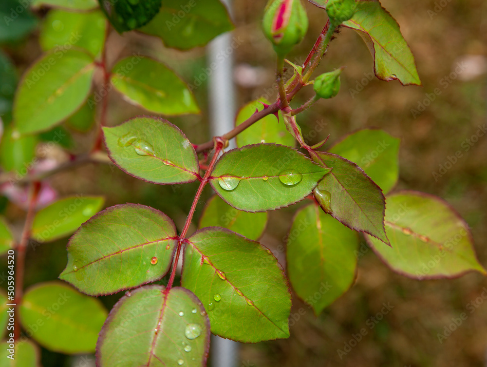 Close-up with selective focus on rose leaves. Raindrops on rose leaves. Close-up with selective focus on rose leaves. Raindrops on rose leaves.