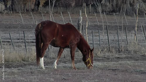 Brown Horse grazing on a Rural Field near Gaiman, Chubut Province, Argentina. photo