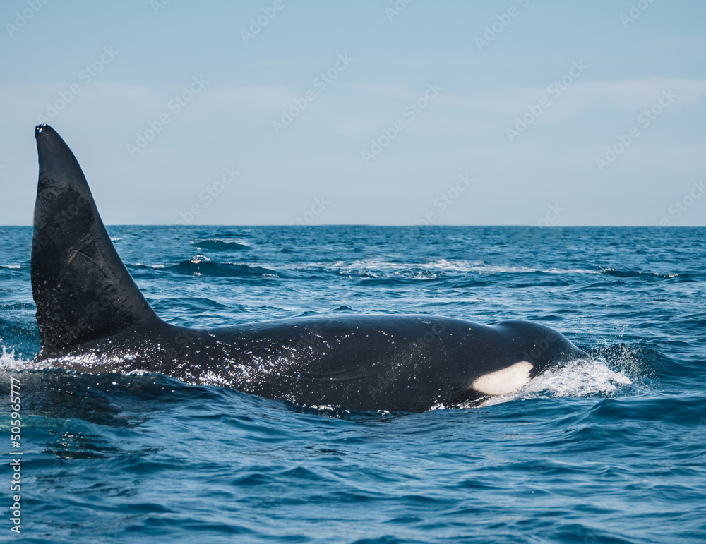 Fototapeta premium Orca in Baja California Sur, Mexico