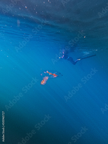 Transparent Jellyfish underwater