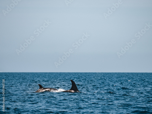 Orca in Baja California Sur  Mexico