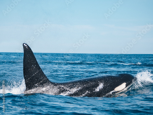 Orca in Baja California Sur, Mexico © Nomade Amoureux