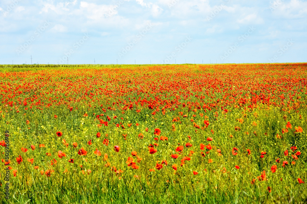 Red poppy field at the Crimea, Russia