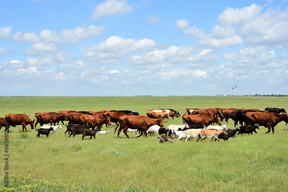 Many cows and goats on the field. Crimea, Russia Many cows and goats on the field. Crimea, Russia