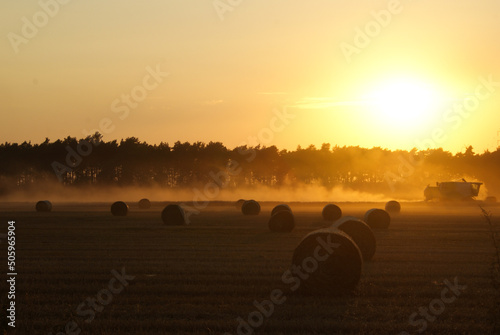 summer harvest at a climatic sunset, golden hour,sheaves in the field 