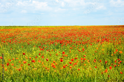 Red poppy field at the Crimea  Russia