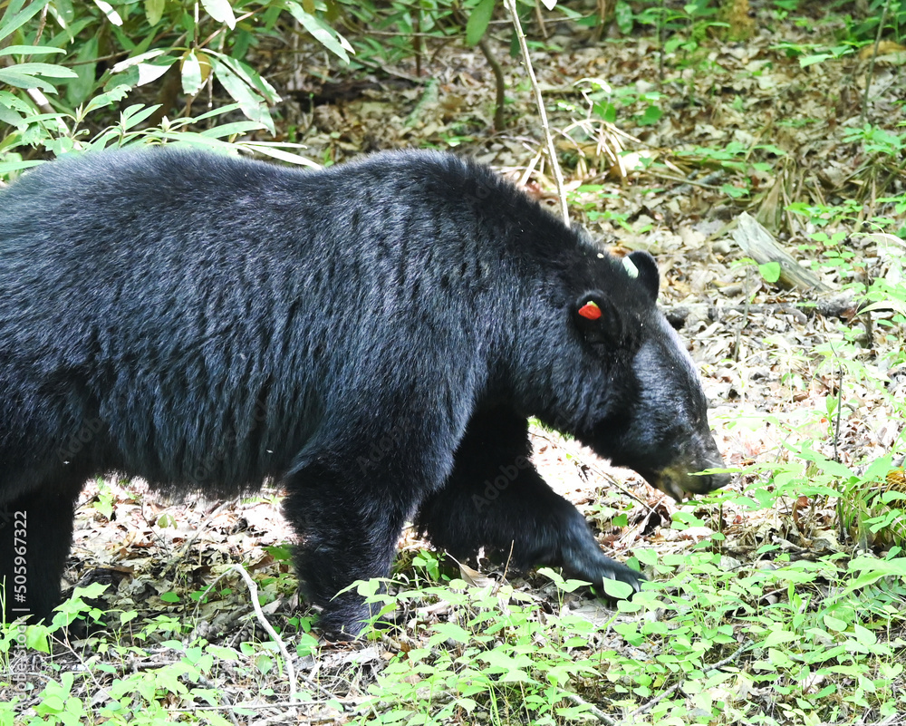 Fototapeta premium Big Black Bear