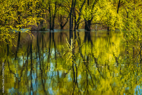 Murais de parede Trees that Standing In Water During Spring Flood floodwaters