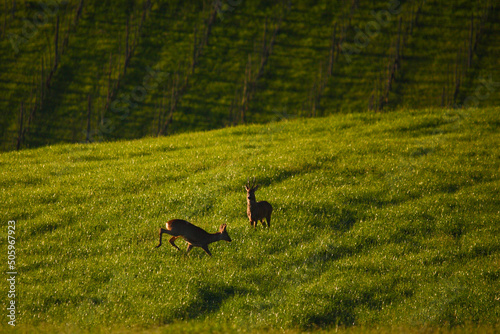 Primavera in Emilia Romagna
