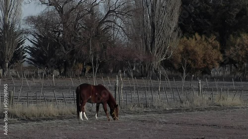  Brown Horse grazing on a Rural Field near Gaiman, Chubut Province, Argentina.   photo