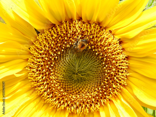 close up of sunflower with a bee