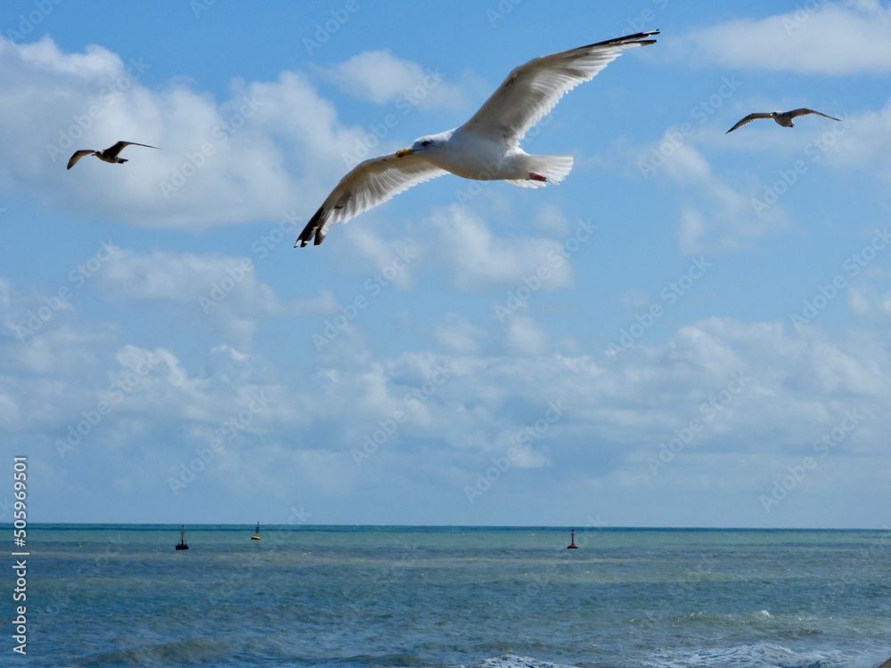 seagulls in flight