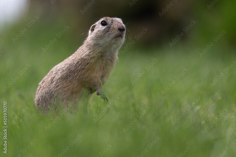 Fototapeta premium The European ground squirrel (Spermophilus citellus)