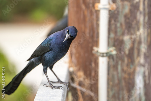 Great-tailed Grackle (male) sits on a fence. photo