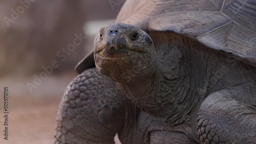 Galapagos Tortoise Lifting Head Closeup in slow motion photo