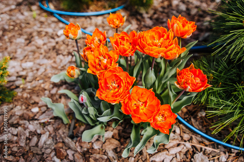 Beautiful blooming red flowers tulips grow in the garden. Photography of nature.