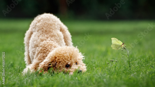 A gold colored playful poodle catches a butterfly. The wide format photo is suitable for a web banner or as a gift card, there is space for text.