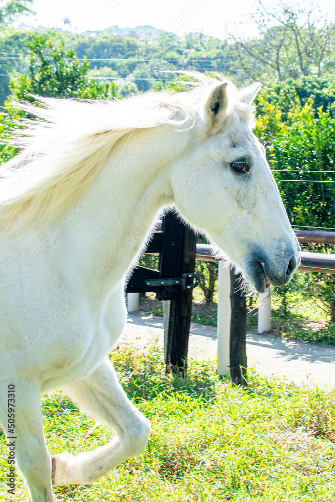 Obraz premium cavalos, horse,