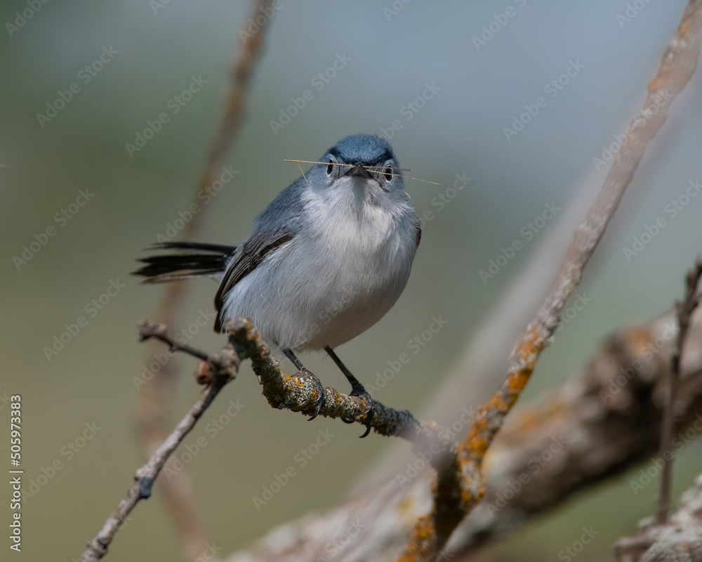 Naklejka premium Blue Gray Gnatcatcher