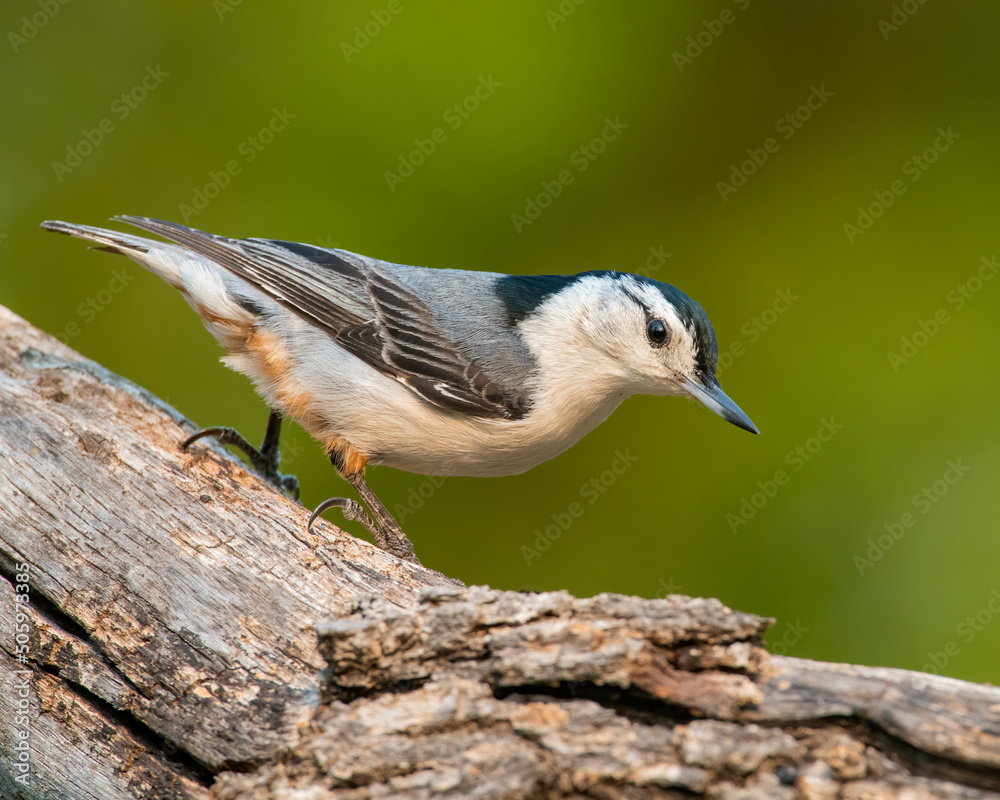 White-breasted Titmouse