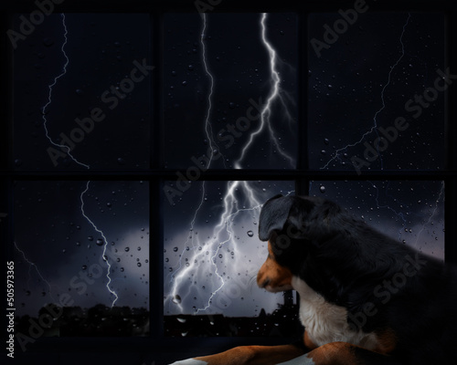 The dog is afraid of thunderstorms