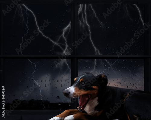 The dog is afraid of thunderstorms