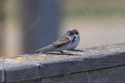 a juvenile tree swallow sitting on a railing