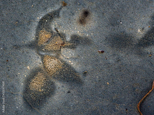 nature make leaf art on mud