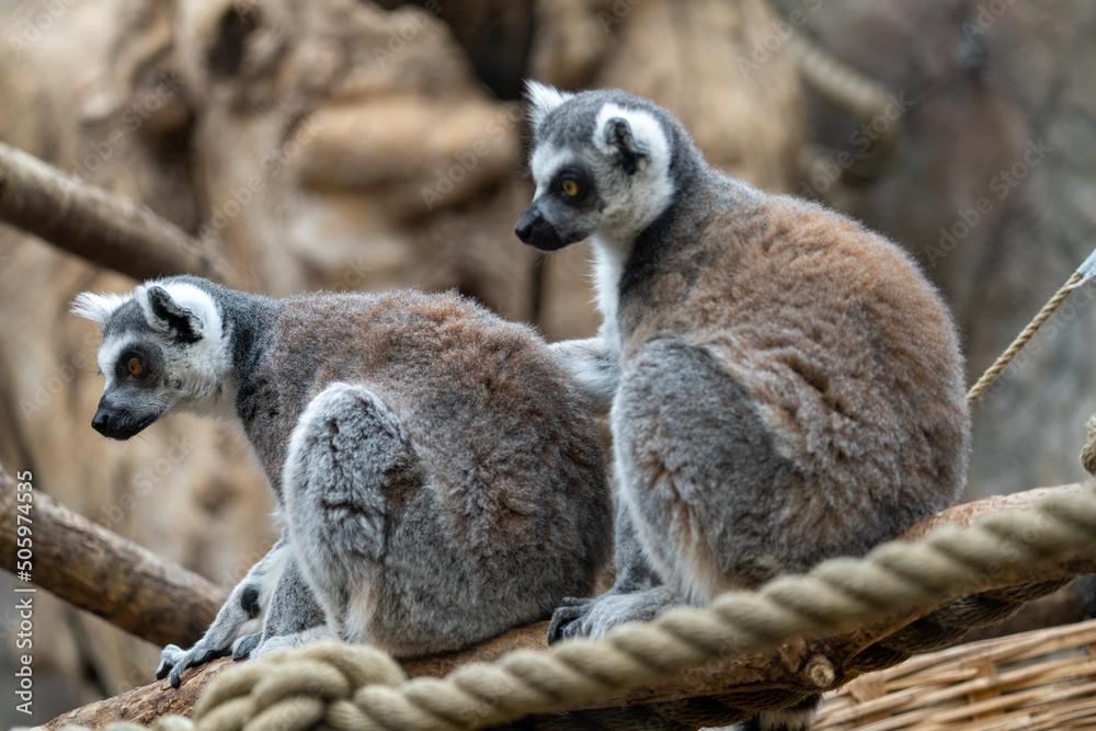Fototapeta premium The ring-tailed lemur (Lemur catta) is a large strepsirrhine primate, with young