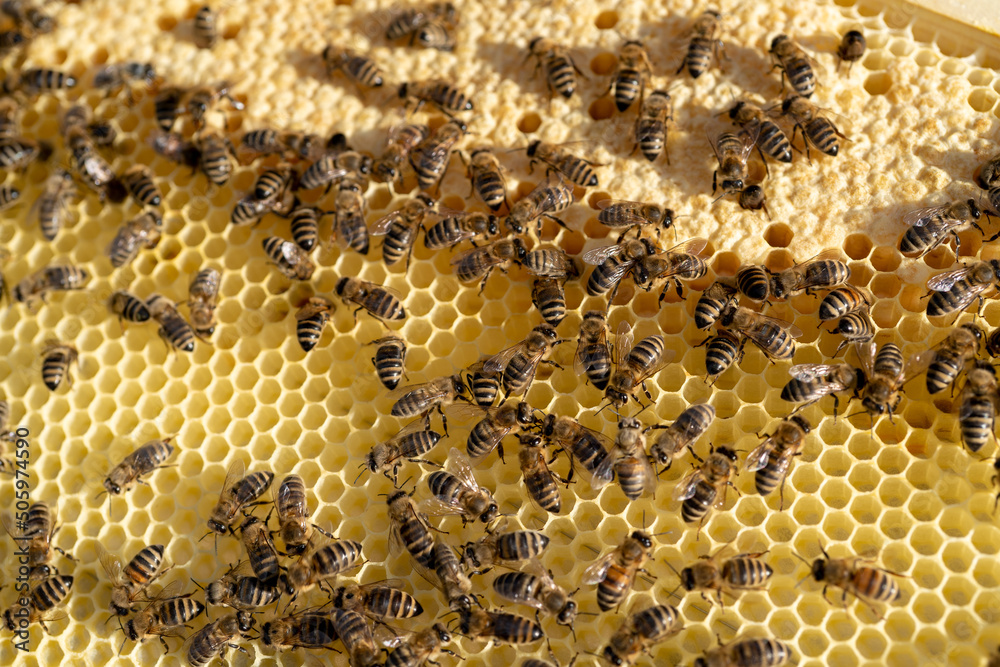 Fleißige Bienen arbeiten in ihrem Bienenstock. Fleißige Bienen arbeiten in ihrem Bienenstock.