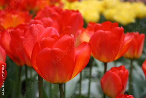 Close-up view on the button of the tulip. Close-up of the tulips in a garden.