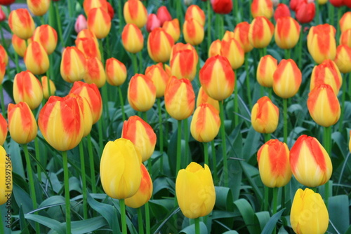 Field of colorful tulips during spring  Netherlands