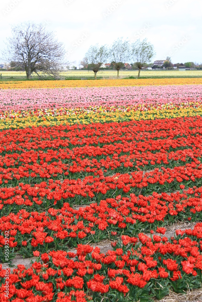 Field of colorful tulips during spring, Netherlands