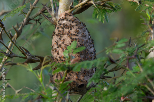 Image of a wasp's nest built on a swollen-thorn acacia, Vachellia cornigera tree. Photo taken in western Panama, Central America. photo