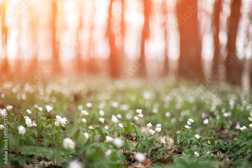 Fotobehang White wood anemone flowers in spring forest closeup