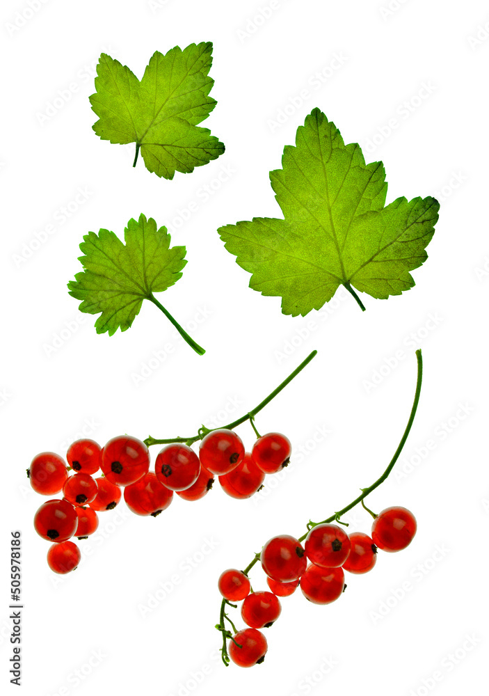 Red currant berries with leaves, isolated on white, without shadow. Close-up. Summer season. organic product. Red currant berries with leaves, isolated on white, without shadow. Close-up. Summer season. organic product.